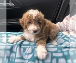 Small Aussie-Poo-Aussiedoodle Miniature  Mix