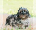 Small #1 Poodle (Miniature)