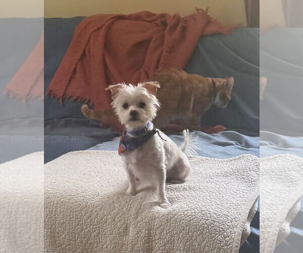 Medium Photo #8 Maltese Puppy For Sale in Pottstown, PA, USA