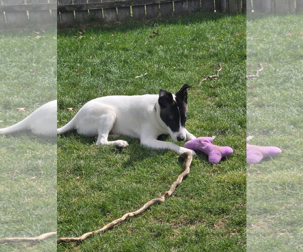 Medium Photo #8 Siberian Husky Puppy For Sale in Fort Wayne, IN, USA