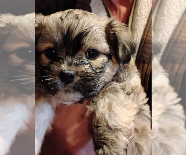 Medium Photo #5 Havapoo Puppy For Sale in POLO, MO, USA