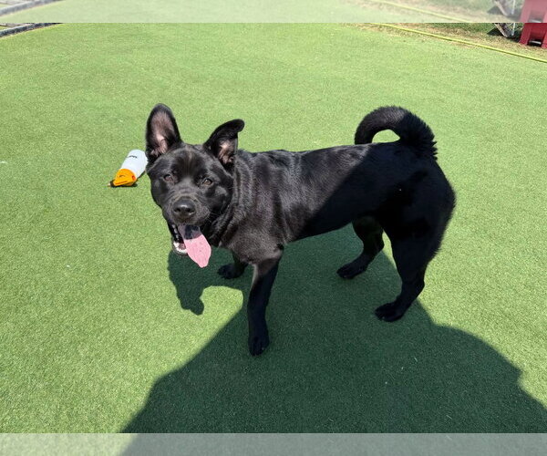 Medium Photo #3 Chowweiler Puppy For Sale in NEWPORT NH, NH, USA
