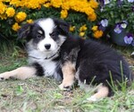 Small #1 Miniature Australian Shepherd