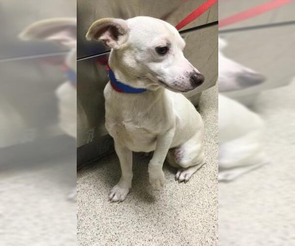 Medium Photo #1 Chihuahua Puppy For Sale in Riverside, CA, USA