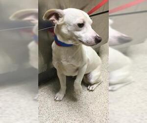 Chihuahua Dogs for adoption in Riverside, CA, USA