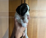 Puppy Daphne English Springer Spaniel