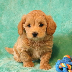 Poodle (Toy)-Shih-Poo Mix Puppy for sale in GAP, PA, USA
