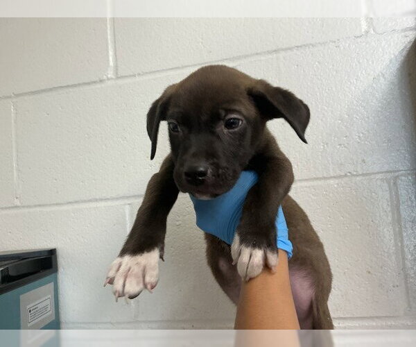 Medium Photo #1 Mutt Puppy For Sale in San Bernardino, CA, USA
