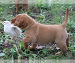 Small #7 Labrador Retriever