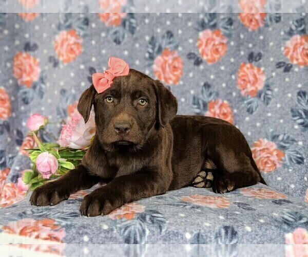 Medium Photo #4 Labrador Retriever Puppy For Sale in HOLTWOOD, PA, USA