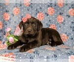 Small Photo #4 Labrador Retriever Puppy For Sale in HOLTWOOD, PA, USA