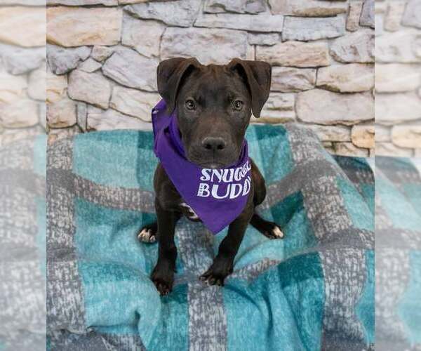 Medium Photo #4 Labrador Retriever-Unknown Mix Puppy For Sale in Kennesaw, GA, USA