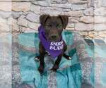 Small #3 Labrador Retriever Mix
