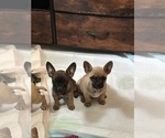 Small #12 French Bulldog-French Bullhuahua Mix