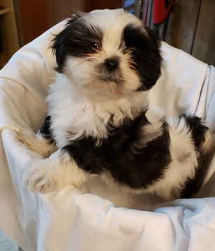 Medium Photo #1 Shih Tzu Puppy For Sale in RAINIER, WA, USA