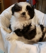 Small Photo #1 Shih Tzu Puppy For Sale in RAINIER, WA, USA