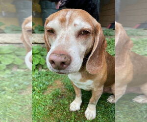 Beagle Dogs for adoption in Rootstown, OH, USA