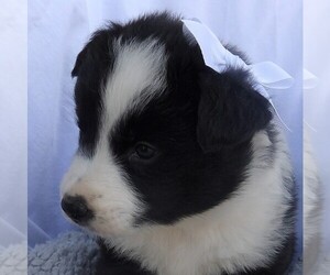 Australian Shepherd Puppy for sale in JEROMESVILLE, OH, USA