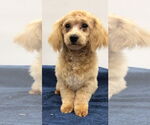 Small #3 Shih Tzu Mix