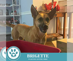 Small #10 German Shepherd Dog Mix
