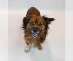 Small #5 Colonial Cocker Spaniel Mix
