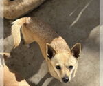Small #1 Chihuahua Mix