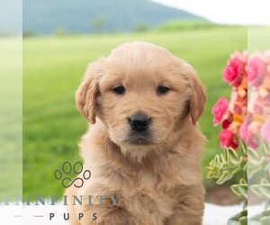 Golden Retriever Puppy for sale in NEWPORT, PA, USA