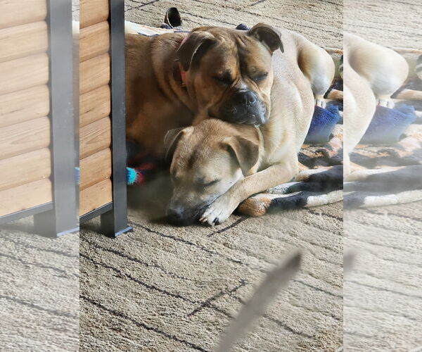 Medium Photo #6 Black Mouth Cur-Unknown Mix Puppy For Sale in Rockaway, NJ, USA