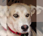 Small #5 German Shepherd Dog-Huskies  Mix