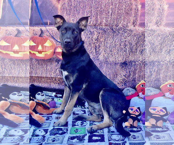 Medium Photo #7 Mutt Puppy For Sale in Lake Elsinore, CA, USA