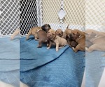 Small Photo #4 Phu Quoc (Vietnam Island) Ridgeback Puppy For Sale in HELOTES, TX, USA