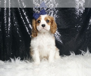 Cavalier King Charles Spaniel Puppy for Sale in WARSAW, Indiana USA