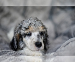 Small Photo #2 Poodle (Standard) Puppy For Sale in ELGIN, TX, USA