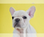 Small Photo #6 French Bulldog Puppy For Sale in NAPPANEE, IN, USA