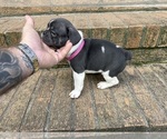 Small #3 French Bulldog