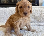 Small #1 Goldendoodle