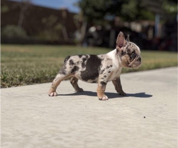 Medium Photo #9 French Bulldog Puppy For Sale in BLOOMINGTON, CA, USA