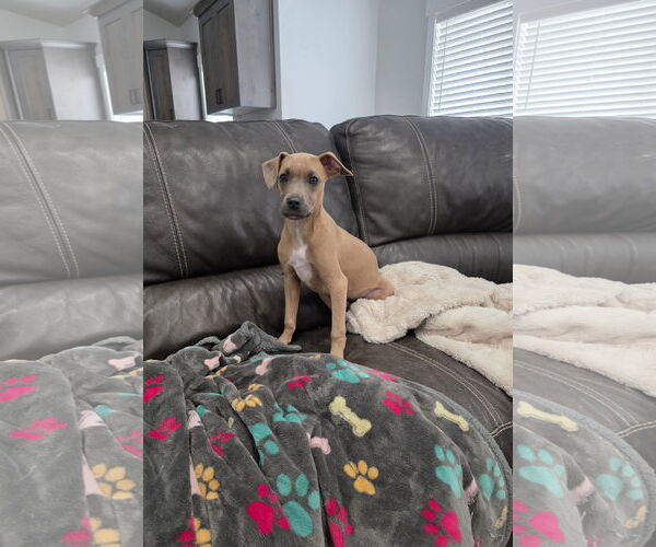 Medium Photo #1 Bullboxer Pit Puppy For Sale in MIDWAY, UT, USA