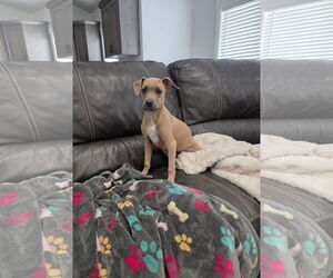 Bullboxer Pit Dog for Adoption in MIDWAY, Utah USA