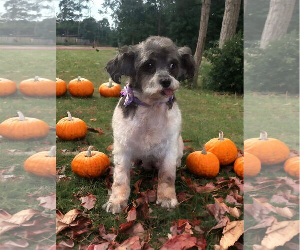 Medium Photo #1 Shih Tzu-Unknown Mix Puppy For Sale in Hedgesville, WV, USA