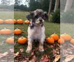 Small Shih Tzu Mix
