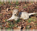 Small Photo #1 Goldendoodle Puppy For Sale in ATHENS, GA, USA