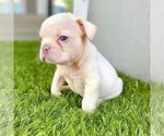 Small Photo #44 French Bulldog Puppy For Sale in CHARLOTTE, NC, USA