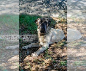 Father of the Mastiff puppies born on 05/15/2022
