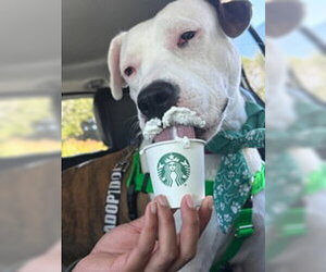 American Pit Bull Terrier Dogs for adoption in Salinas, CA, USA