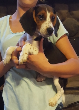 Medium Photo #1 Beagle Puppy For Sale in LAGRANGE, IN, USA
