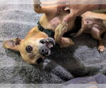 Small #3 Chihuahua Mix