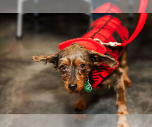 Mutt Dogs for adoption in St. Louis Park, MN, USA