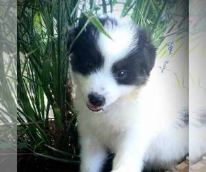 Australian Shepherd Puppy for sale in LINDEN, TN, USA