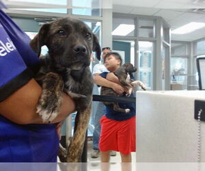 Mutt Dogs for adoption in Oklahoma City, OK, USA